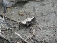 Brunner's Grouse Locust thumbnail 2