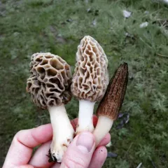 Landscaping Black Morel thumbnail 1