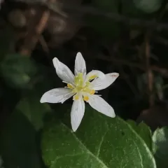 threeleaf goldthread thumbnail 3