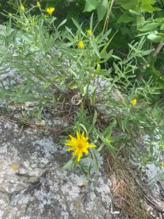 Stiffleaf False Goldenaster thumbnail 2