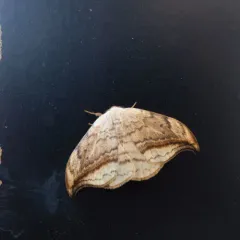 Arched Hooktip Moth thumbnail 3