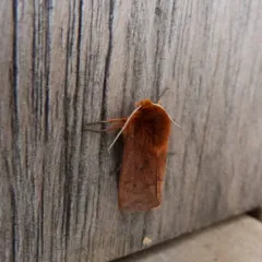 Large Ruby Tiger Moth thumbnail 2