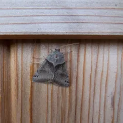Forage Looper Moth thumbnail 2