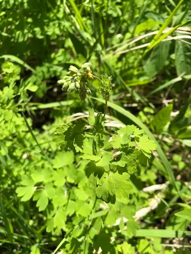 Thalictrum confine