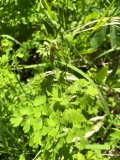 Thalictrum confine thumbnail 1