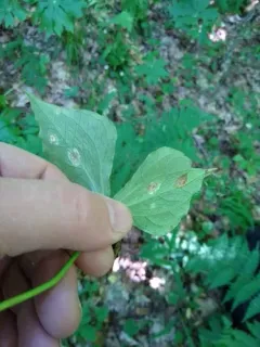 Uromyces halstedii thumbnail 1