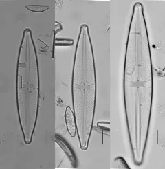 Stauroneis gracilis thumbnail 3
