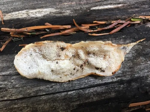 Spongiporus leucospongia