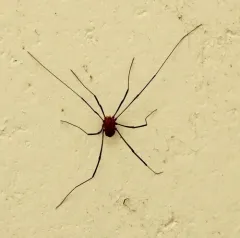 Warty Harvestman thumbnail 4