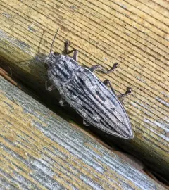 Strong Jewel Beetle thumbnail 2