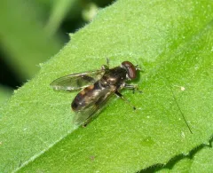 Yellow-banded Leafwalker thumbnail 3