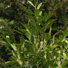 Cherry laurel thumbnail 4