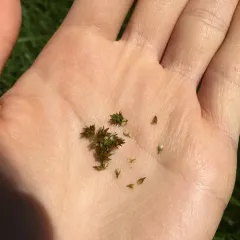 foxtail sedge thumbnail 4