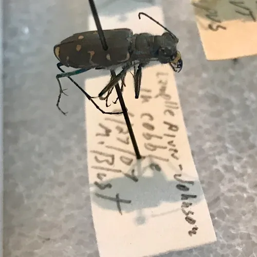 Twelve-spotted Tiger Beetle