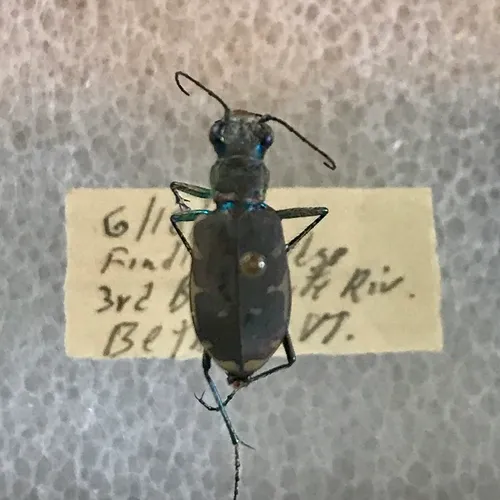 Appalachian Tiger Beetle