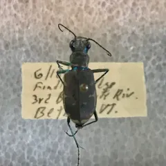 Appalachian Tiger Beetle thumbnail 1