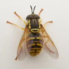 Yellow-throated Meadow Fly thumbnail 4