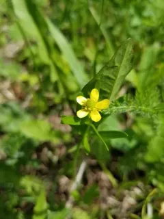 Graceful Buttercup thumbnail 4