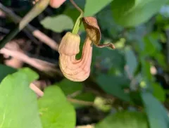 pipevine thumbnail 4