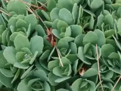 Butterfly Stonecrop thumbnail 2
