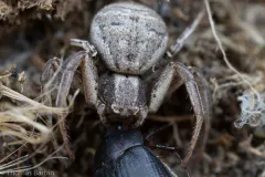 Xysticus gulosus thumbnail 1