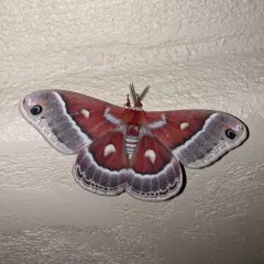 Glover's Silkmoth thumbnail 2