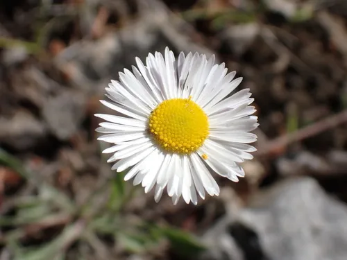 trailing fleabane