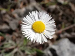 trailing fleabane thumbnail 1