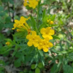 hairy puccoon thumbnail 3