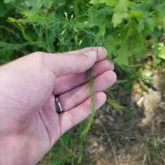 wild asparagus thumbnail 3