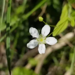 bluntleaf sandwort thumbnail 4