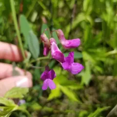 marsh pea thumbnail 3