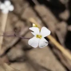 Lyreleaf Rockcress thumbnail 4