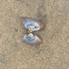 Purple Mahogany Clam thumbnail 4