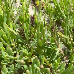 Pacific Glasswort thumbnail 4
