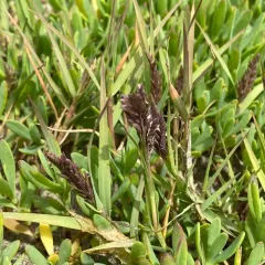 Saltgrass thumbnail 3