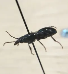 Promecognathus laevissimus thumbnail 2