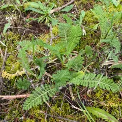 dune tansy thumbnail 3
