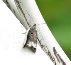 White-edged Ancylis Moth thumbnail 1