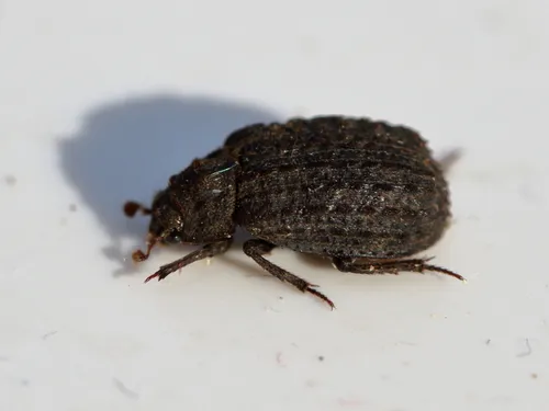 Trox variolatus