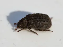 Trox variolatus thumbnail 1