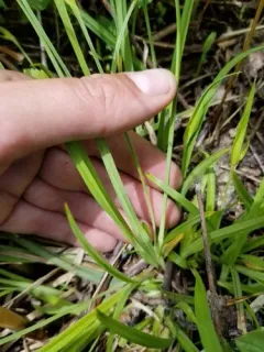cordilleran sedge thumbnail 2