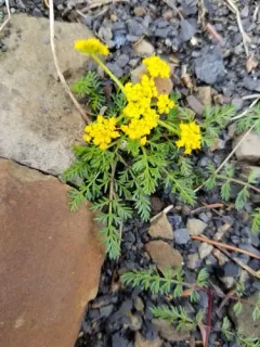 Sandberg's Desert-parsley thumbnail 3