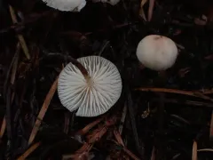 Collybiopsis californica thumbnail 3