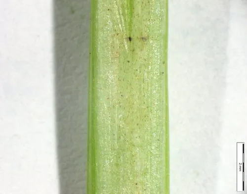 foxtail sedge