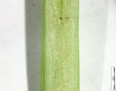 foxtail sedge thumbnail 1