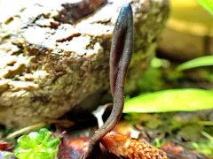 deceptive earthtongue thumbnail 1