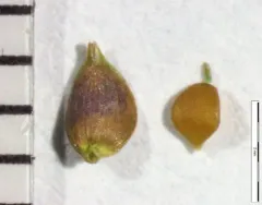 Weak Stellate Sedge thumbnail 2