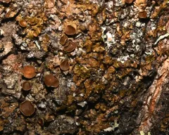 Appalachian Tree Brown-Shield thumbnail 1