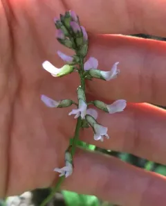 Robbins' Milkvetch thumbnail 2